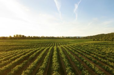 rows of green crops in field at sunset
