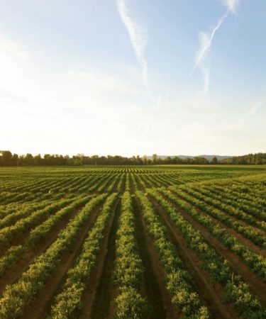 rows of green crops in field at sunset