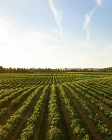 rows of green crops in field at sunset