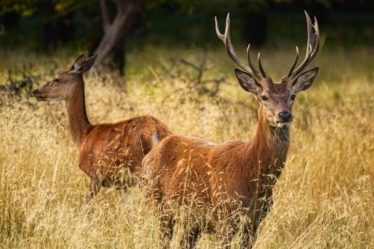 photographie animaux sauvages