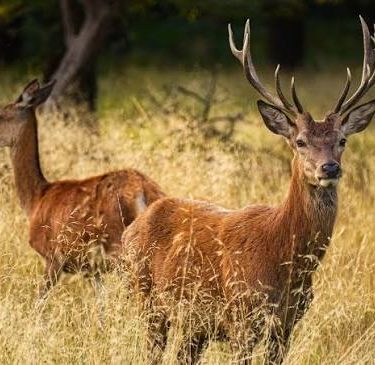 photographie animaux sauvages