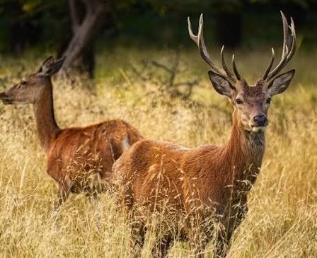 photographie animaux sauvages