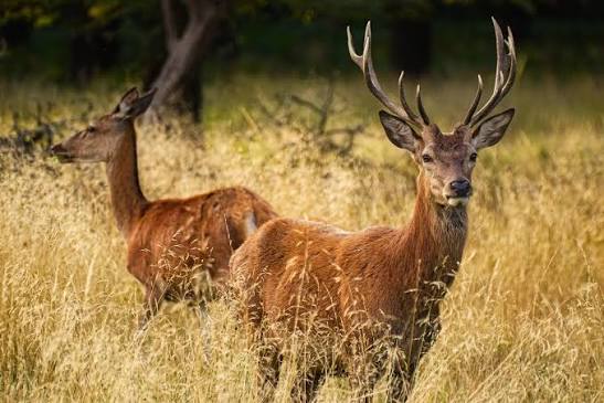photographie animaux sauvages